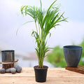 Areca Palm Plant For Home Gardening - Naturemart.in
