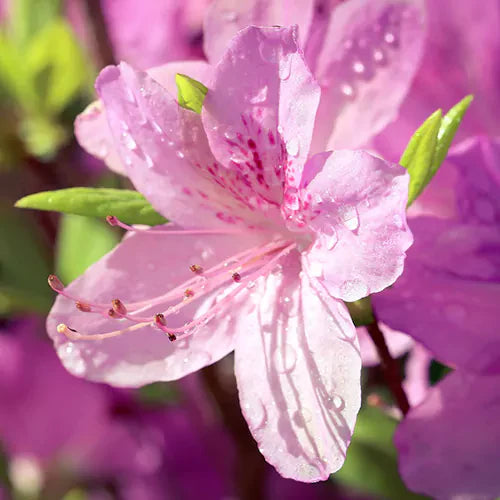 Azalea Flowers Plant For Gardening - Naturemart.in