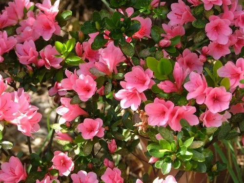 Azalea Flower Plant (Pink Colour) - Naturemart.in