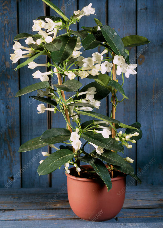 Madagascar Jasmine Flower Plant - Naturemart.in