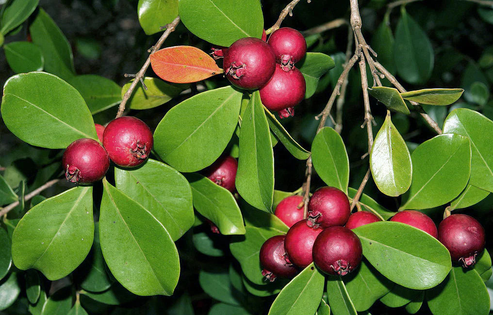 Red Strawberry Guava Fruit Plant - Naturemart.in