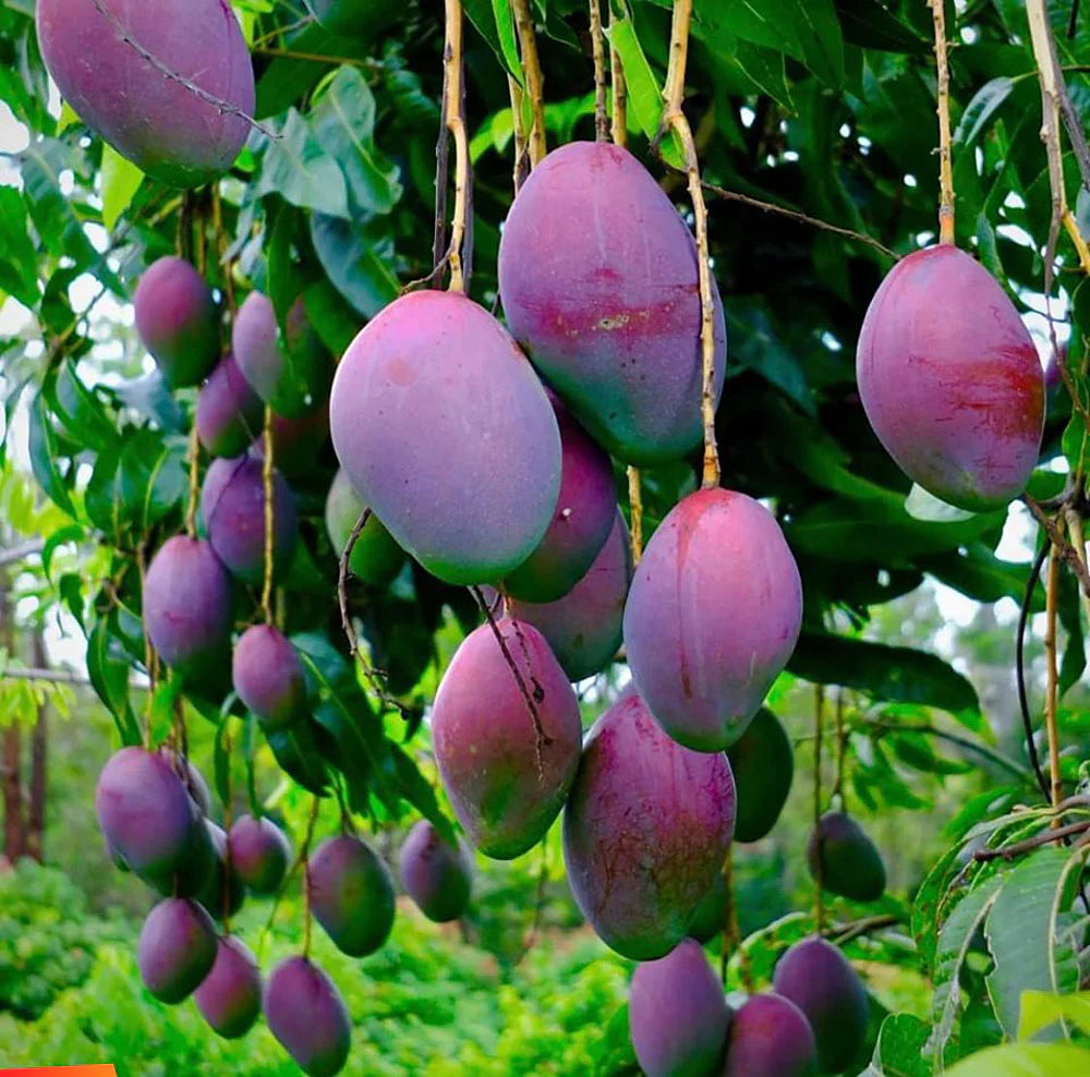 Black Stone Mango Plant-Grafted - Naturemart.in
