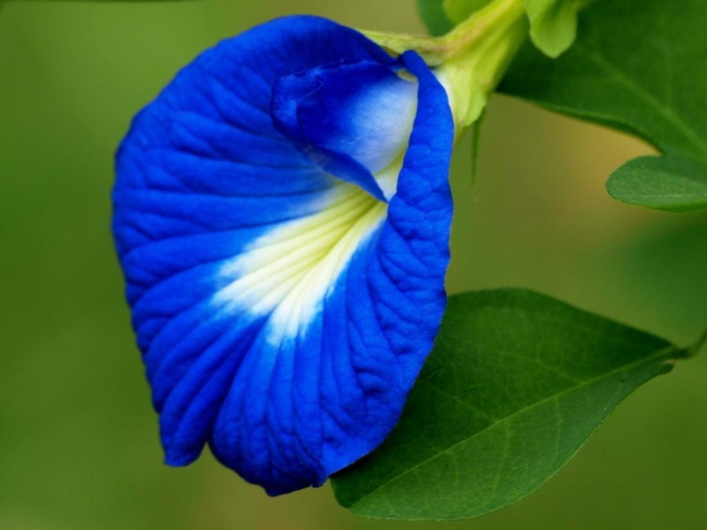 Aparajita Flowering Plant(Blue)Colour - Naturemart.in