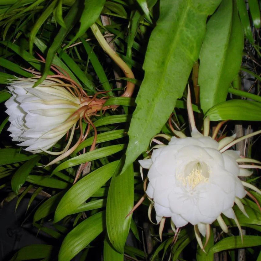 Brahma kamal/Night Queen Flower Plant - Naturemart.in