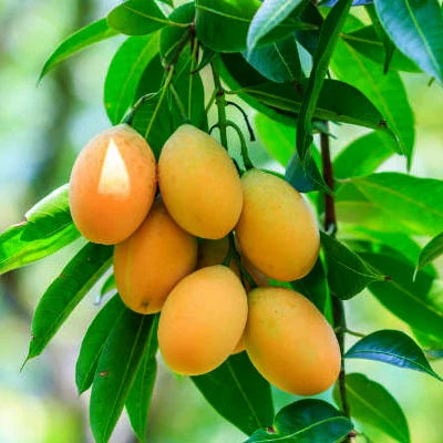 Boganpalli Mango Fruit Plant-Grafted - Naturemart.in