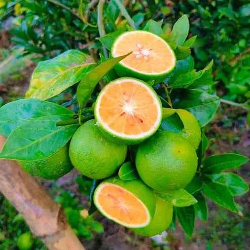 Yellow Malta Orange Plant-Grafted - Naturemart.in