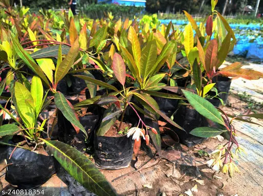 Hybrid Rudraksha Plant For Home Garden - Naturemart.in