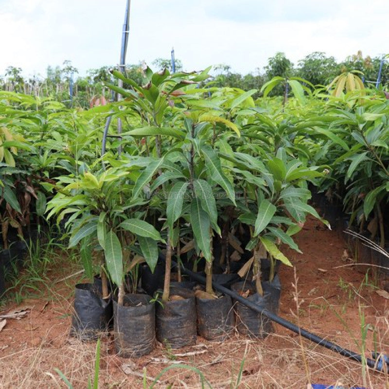 King Of Chakapat Mango Fruit Plant - Naturemart.in