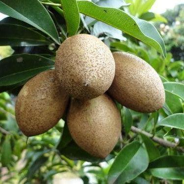 Kalapati Chiku Grafted Fruit Plant - Naturemart.in
