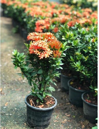Hybrid Ixora Flowers Plant For Gardening - Naturemart.in