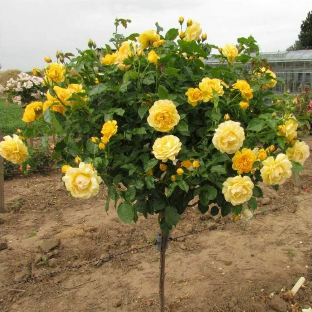 Hybrid Yellow Rose Flower Plant - Naturemart.in