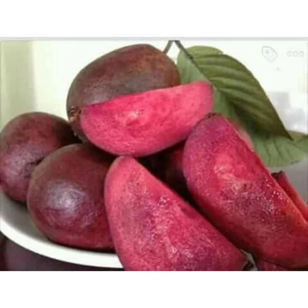 Black Diamond Guava Fruit Plant - Naturemart.in