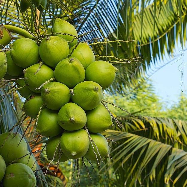 Green Dwarf Coconut Fruit Tree - Naturemart.in