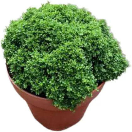 Fast Growth Table Kamini Plants For Home Garden - Naturemart.in