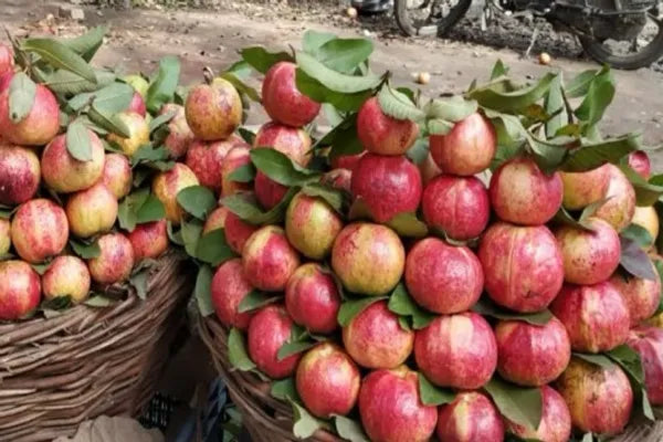 Apple Croos Guava Fruit Plant - Naturemart.in