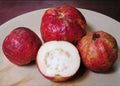 Apple Croos Guava Fruit Plant - Naturemart.in
