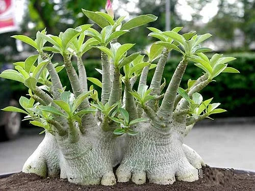 Aarabicum Adenium (Desert Rose) Plant - Naturemart.in