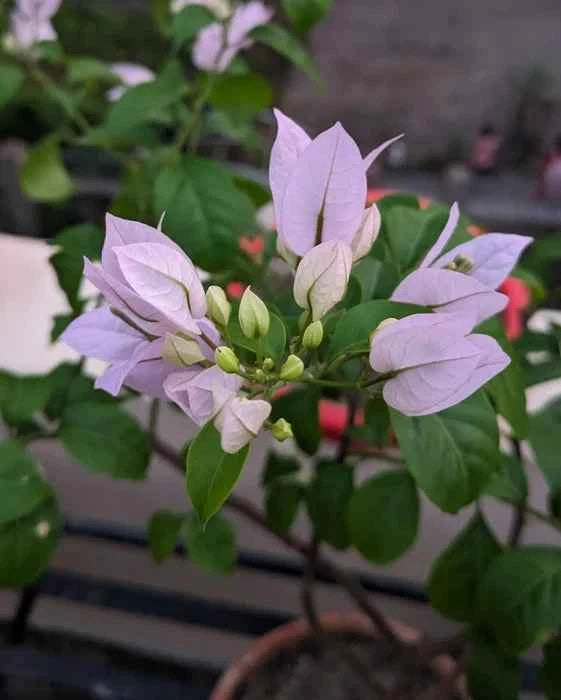 BOUGAINVILLEA FLOWERING PLANT (FORMUSA)