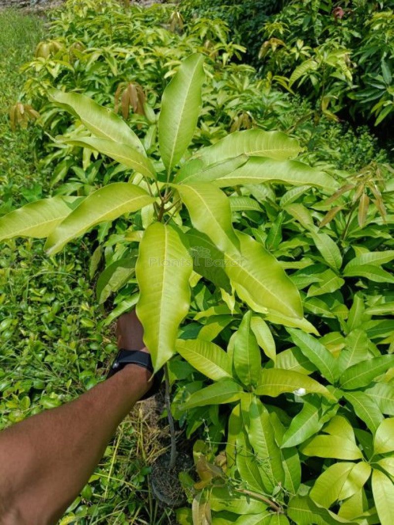 Dasheri Mango Fruit Plant (Grafted) - Naturemart.in