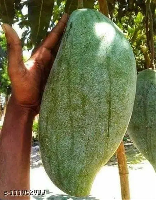 Brunei King Mango Plant (4kg) - Naturemart.in