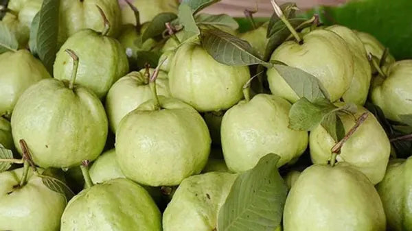 Thai 10 Guava Fruit Plant - Naturemart.in