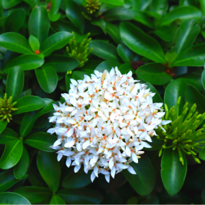 Chinese Ixora Flowers Plant (White) - Naturemart.in