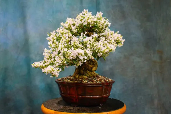 White Blubell Bonsai plant - Naturemart.in