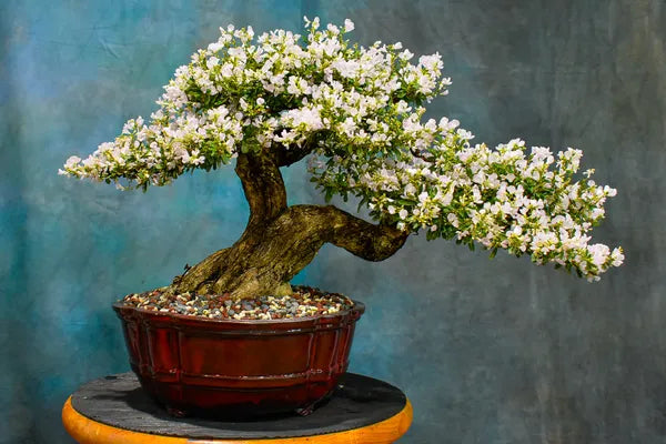 White Blubell Bonsai plant - Naturemart.in