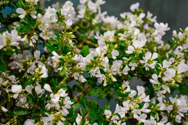 White Blubell Bonsai plant - Naturemart.in