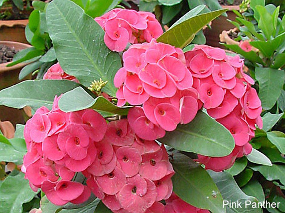 Euphorbia Flowers Plant (Pink Colour) - Naturemart.in