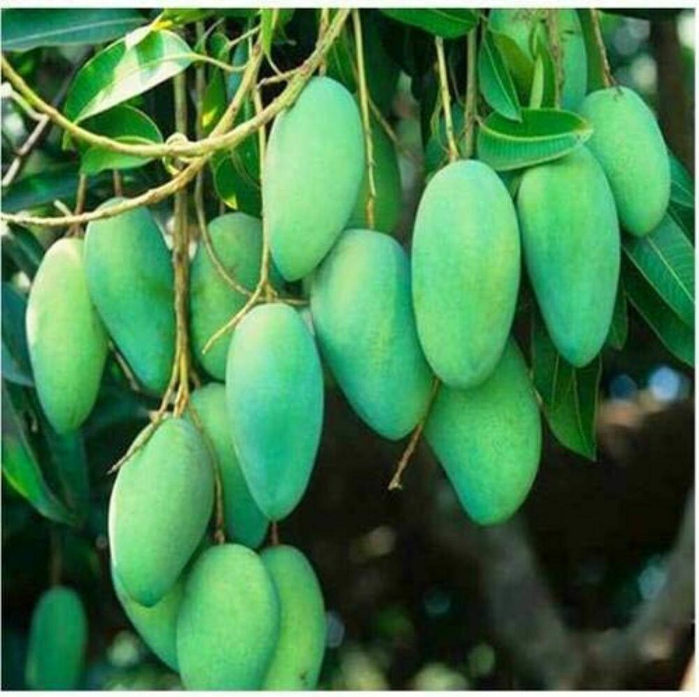 Grafted Bari-11 Mango Fruit Plant - Naturemart.in