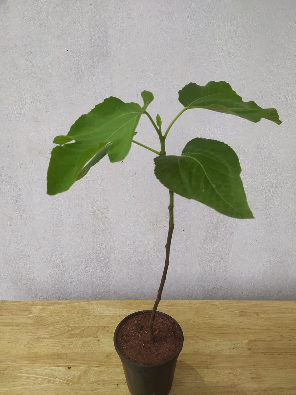 Fig Puna/Anjeer- Fruit Plants & Tree - Naturemart.in
