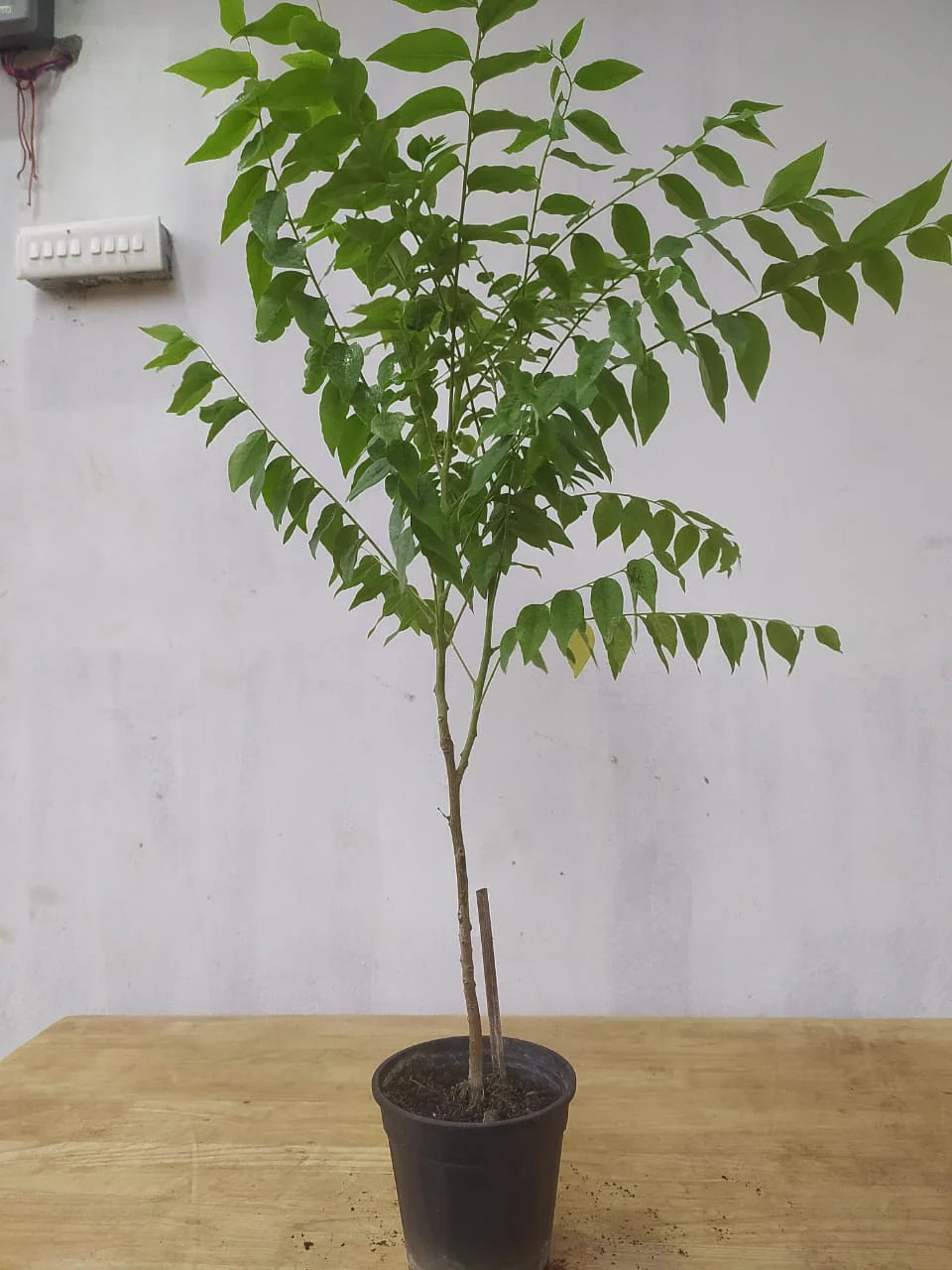 Star Gooseberry/Phyllanthus Acidus- Fruit Plants & Tree - Naturemart.in