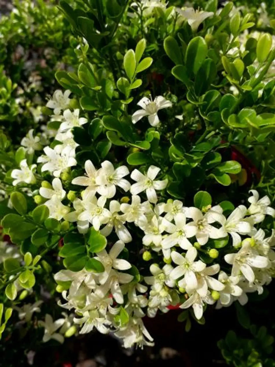 Madhu kamini Dwarf Flower Plant - Naturemart.in