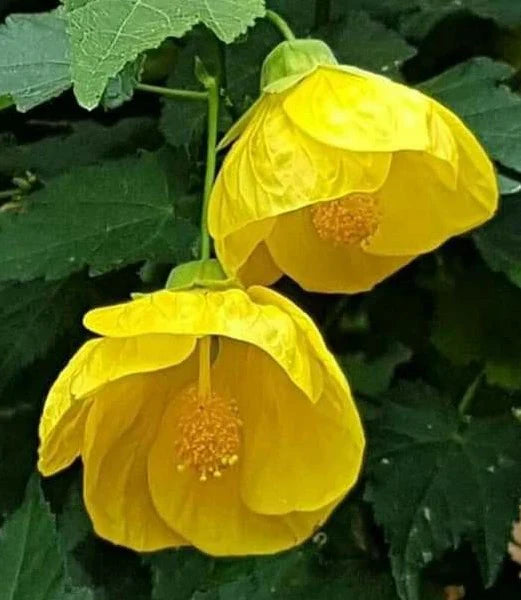 Yellow Lantern Hibiscus Flower Plant - Naturemart.in