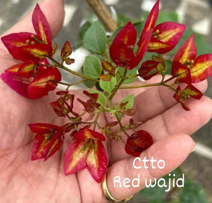 Wajid Red Bougainvillea Flower Plant For Gardening