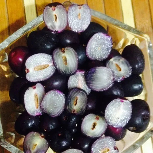 Seddless Jamun Fruit Plant - Naturemart.in