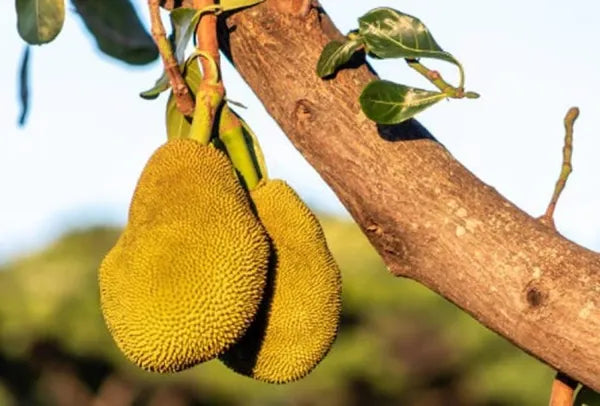 Seedless Jack Fruit Plant - Naturemart.in