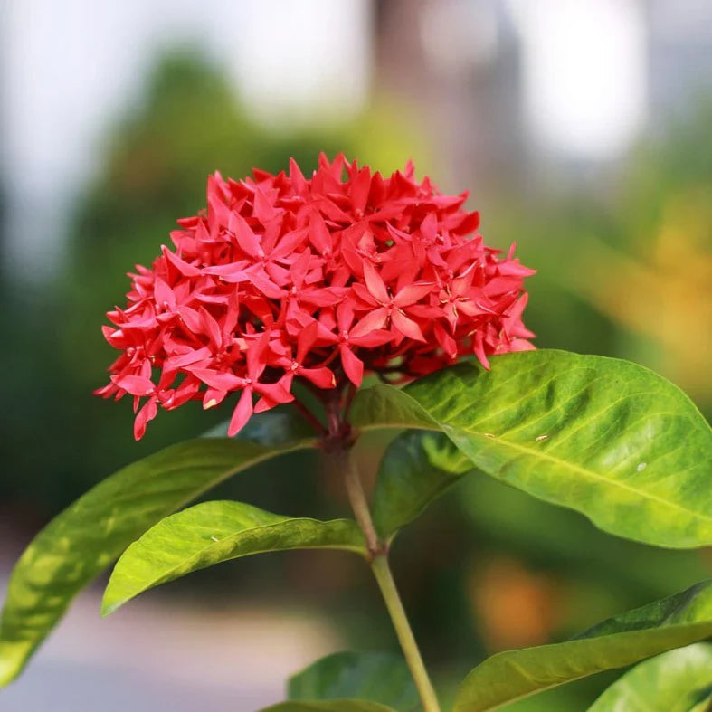 Ixora Flower Plant( Red Colour) - Naturemart.in