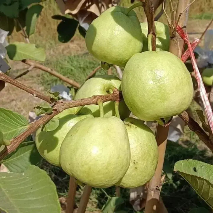 Red Dimond Guava Fruit Plant - Naturemart.in