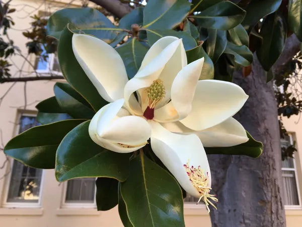 Magnolia Soulangeana - Flower Plant (White) - Naturemart.in