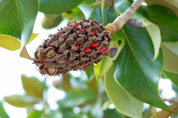 Magnolia Soulangeana - Flower Plant (White) - Naturemart.in