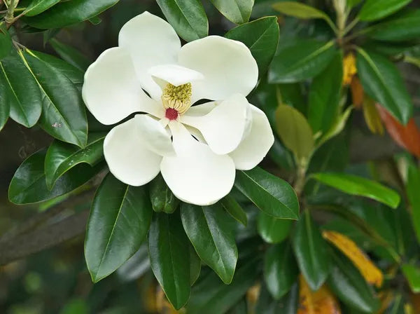 Magnolia Soulangeana - Flower Plant (White) - Naturemart.in