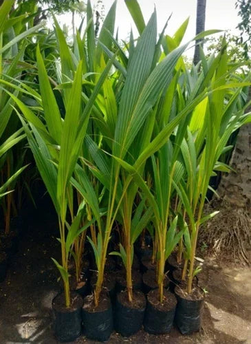 Ganga Bardhan Coconut Fruit Plant - Naturemart.in