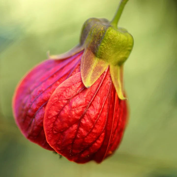 Red Lantern Hibiscus Flowers Plant - Naturemart.in