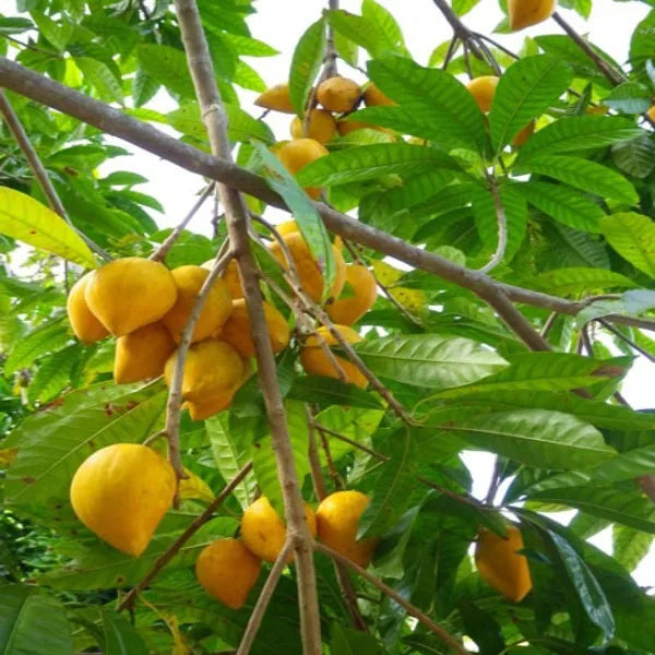 Egg Fruit Plant Grafted - Naturemart.in
