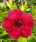 Allamanda Flowers Plant-Red Colour - Naturemart.in