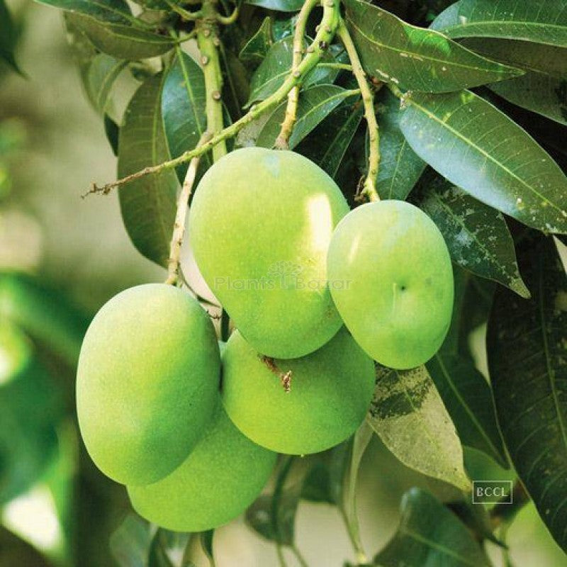 Gourmati Mango Fruit Plant (Grafted) - Naturemart.in