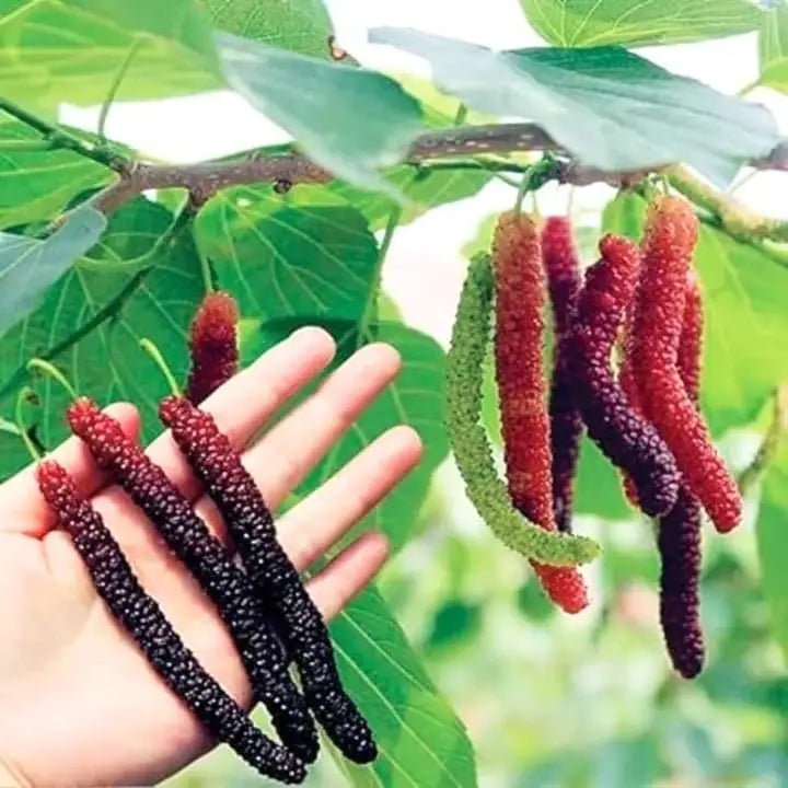 Long Mall Berry Grafting Plant - Naturemart.in