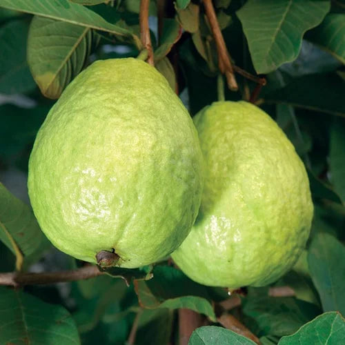 Hybrid Baraipur Guava Fruit Plant - Naturemart.in
